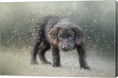 Framed Her First Snow Print