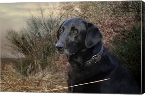 Framed Waiting For The Word Print