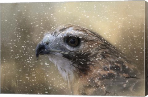 Framed Winter Redtail Print