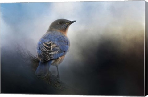 Framed Blue Winter Visitor Print