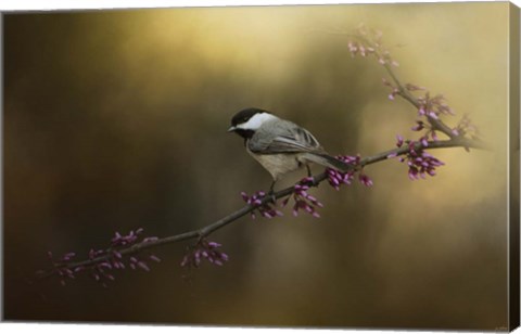 Framed Chickadee In The Golden Light Print