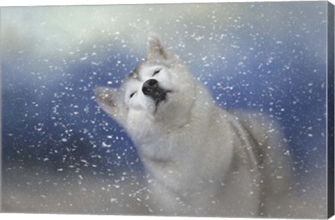 Framed My Favorite Thing About Winter Print