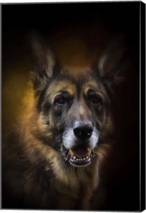 Framed Shepherd Glow Print