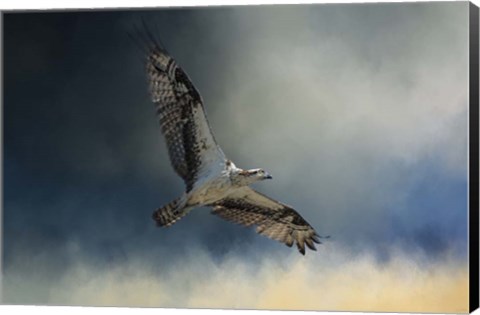 Framed Winter Osprey Print