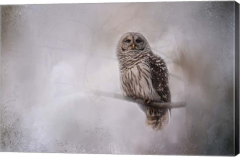 Framed Winter Owl Print
