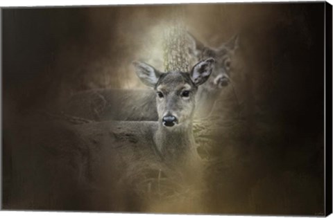 Framed In Our Woods Print