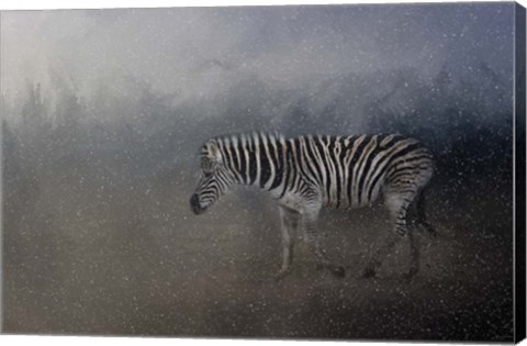 Framed Zebra In A Snow Storm Print