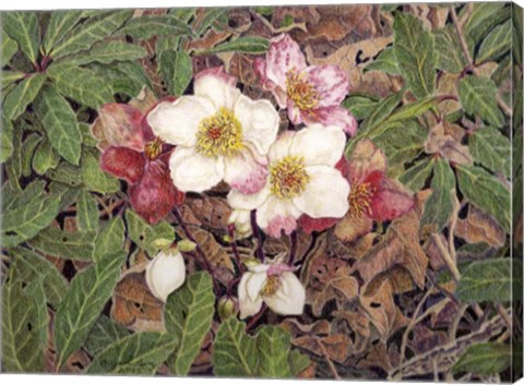 Framed Hellebores Print