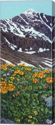 Framed Torrey&#39;s Peak in Spring Print