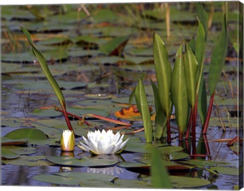 Framed Water Lily Print