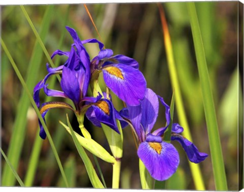 Framed Iris Print