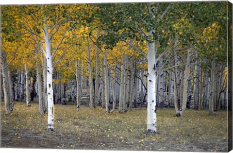 Framed Dixie Forest, UT Print