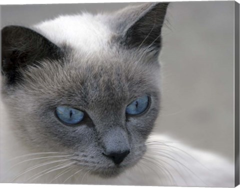 Framed Blue Eyes Print