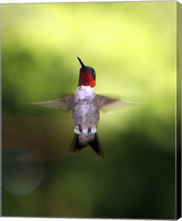 Framed Hummingbird Print