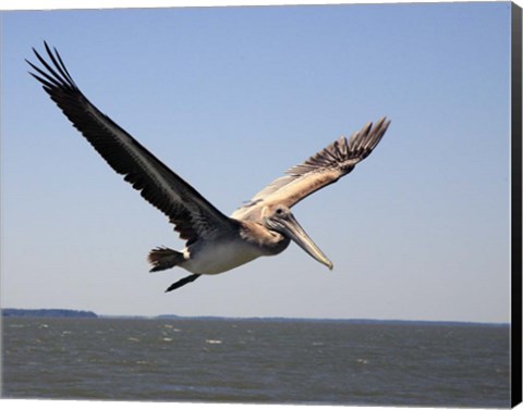 Framed Pelican Print
