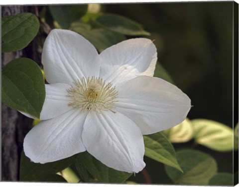 Framed Clematis Print