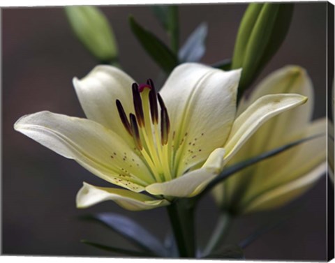 Framed Lily #2 Print