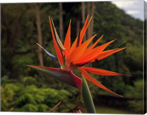 Framed Bird of Paradise Print