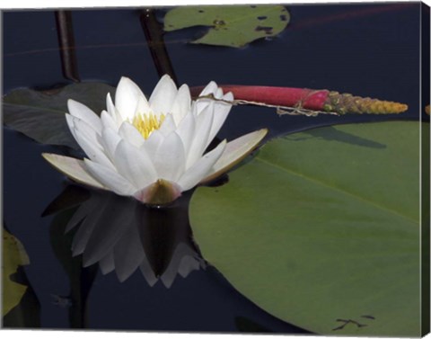 Framed Okefenokee Lilly Print