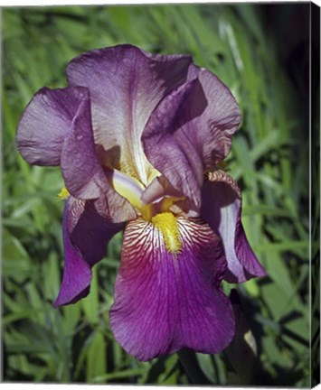 Framed Iris  #3 Print