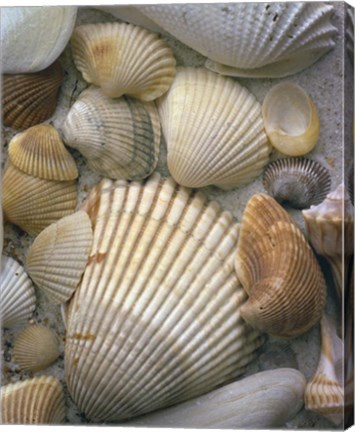 Framed Sea Shells Print