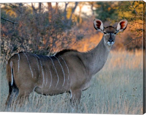 Framed Kudu Print