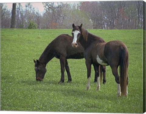 Framed Horses Print