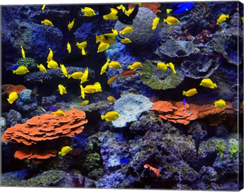 Framed Reef Fish Print
