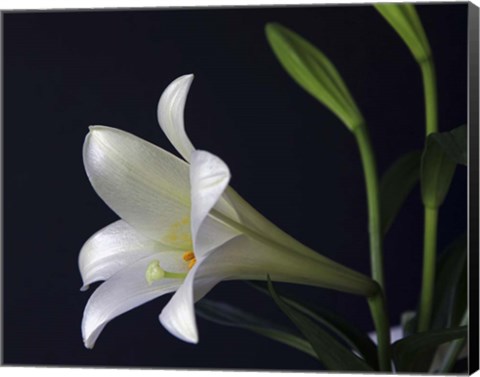 Framed #205  Lily Print