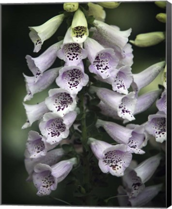 Framed #215 Foxglove Print