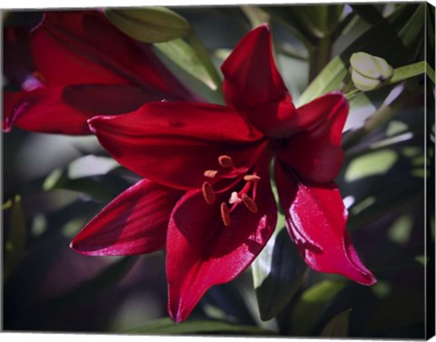 Framed #216  Lily Print