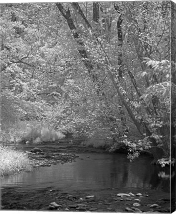 Framed 234 Smokies IR Print