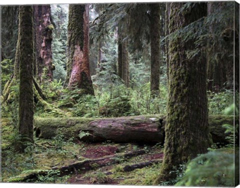 Framed 237 Olympic NP Print