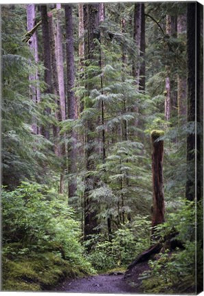 Framed 242 Olympic NP Print