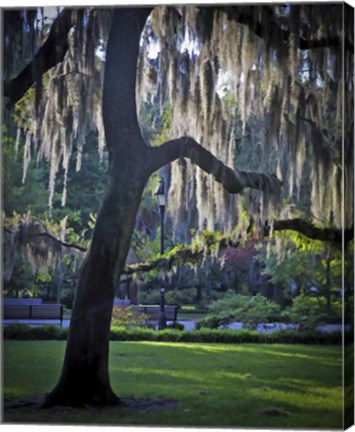 Framed Forsyth Pk, Savannah Print