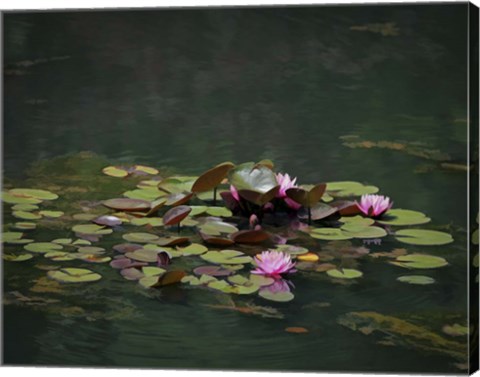 Framed Water Lillies Print