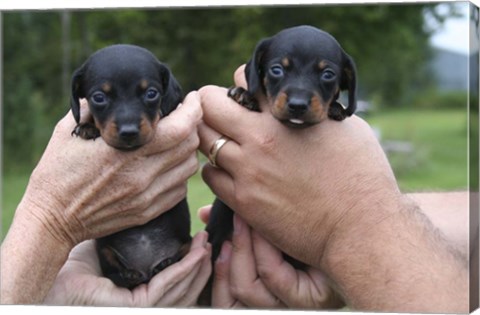 Framed Two Puppies Print