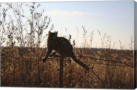 Framed Cats on Fence Print