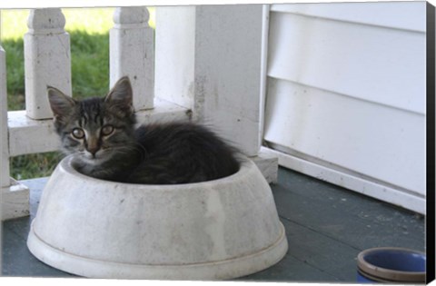 Framed Cat in a Bowl Print