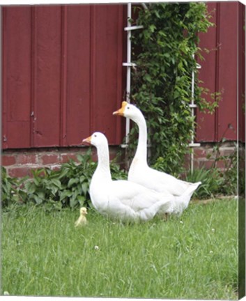 Framed Geese Family Print