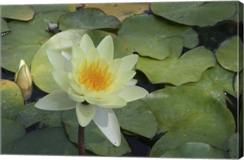 Framed Pond Lily - White Print