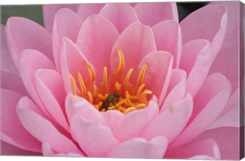 Framed Pond Lily Fly In Pink Lily Print