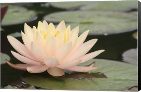 Framed Pond Lily Peach Lily In Pads Print