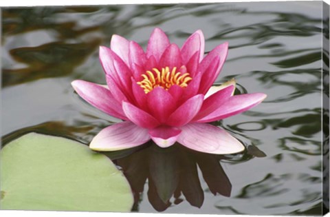 Framed Pond Lily Purple Lily Reflecting Print