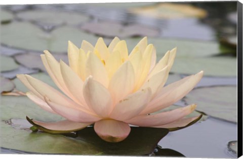 Framed Pond Lily Solo Lily Print