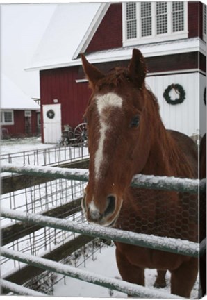Framed Horse in Winter Print