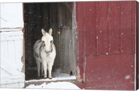 Framed White Pony Print