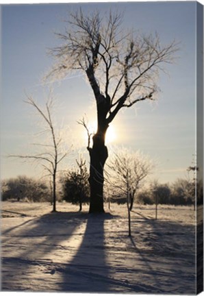Framed Winter Sun Behind Old Tree Print