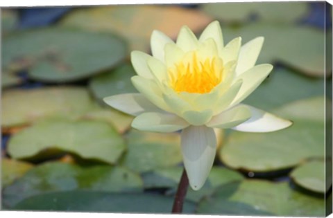 Framed Pond Lily Print