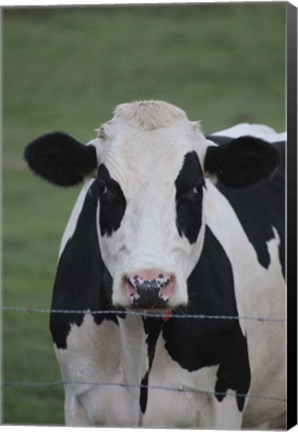 Framed Cow Print